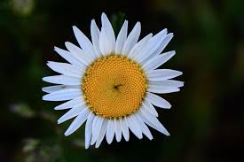 Image result for Oxyanthus goetzei