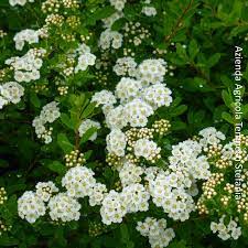 Ideali in pieno sole, in qualsiasi terreno, si potato drasticamente ogni anno a fine inverno. Spirea Snowmound Vendita Piante Online Letuepiante