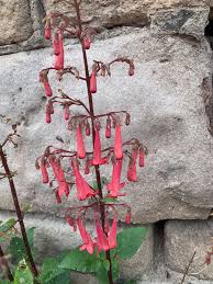 Image result for Bergia capensis