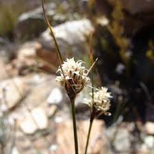 Image result for Anthephora pubescens