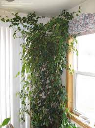 Photo Of Grape Ivy Oak Leaf Ivy Cissus Rhombifolia Hanging Plants Outdoor Plants Vegetable Garden Design