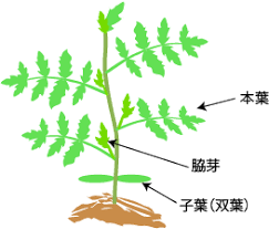 トマトの仕立て 整枝 野菜の育て方 栽培方法