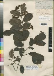 Image result for Campylostemon angolense