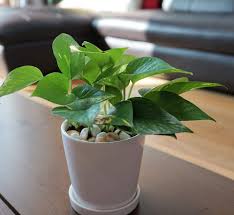 We did not find results for: Pothos Money Plant Flower Chocolate Snacks And Gift Delivery In Seoul And South Korea Korea S Most Trusted Online Flower And Gift Store With English Service And 350 Reviews