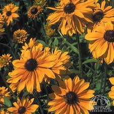 Image result for Gnidia hockii