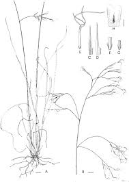 Image result for Sartidia angolensis