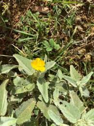 Image result for Melhania