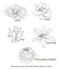 How To Classify Lotus Ten Mile Creek Nursery Flower Drawing Floral Drawing Flower Art