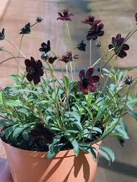 Cosmos Choca Mocha Planters Patch Chocolate Cosmos Bee Garden Plants