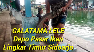 Galatama Lele Di Kolam Pancing Depo Fishing Sidoarjo Youtube