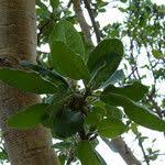 Image result for Ficus glumosa