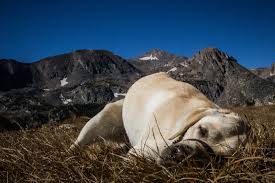 The agency manages 42 state parks, all of colorado's wildlife, more than 300 state wildlife areas and a host of recreational programs. Tips For Hiking Safely With Your Dog In The Wild Dog Friendly Colorado Hikes