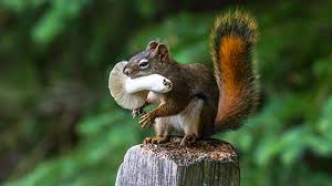 Examples of the prey are snails, capybara, armadillos, deer, peccaries, birds, tapir, squirrels, monkeys, sloths, rodents, and frogs. Can Squirrels Eat Mushrooms Why They Love Fungi Squirrel Enthusiast Stuffed Mushrooms Backyard Animals Squirrel Eating
