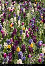 Amazon com garten dieser welt insel mainau tulpengarten in. Bunte Blumen Im Keukenhof Garten In Lisse Holland Lizenzfreies Foto 24121288 Bildagentur Panthermedia