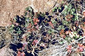 Image result for Pelargonium alchemilloides