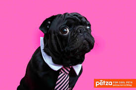 Pug Cinsi Kopeklerin Tum Ozellikleri 2020 Pug Pug Kopekler Hayvanlar