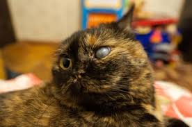 The causes of a cloudy eye in cats typically fall into one of the following categories: My Cat Has A Cloudy Eye Causes Of Cloudy Eyes In Cats