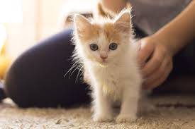 All of the pictures on our site depict consenting individuals that are at least 18 years or older at the time of the photograph, and are fully consenting to the content in which they posed for, as per title 18, part i, chapter 110, section 2257 (18 u.s.c. White Kitten Free Stock Photo Public Domain Pictures