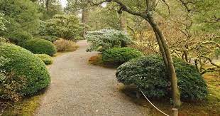 Japanese Holly A Subtle Gem Seattle Japanese Garden Seattle Japanese Garden Japanese Garden Evergreen Shrubs