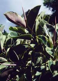 Image result for Ficus saussureana