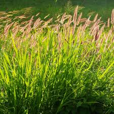 Image result for Cenchrus setaceus