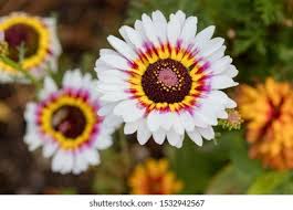Image result for Glebionis carinata `German Flag`