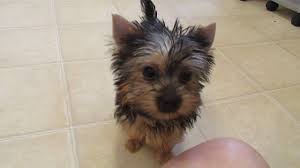 Pages businesses local service pet service pet breeder belyeu yorkie puppies videos here is some video coming from 3 weeks old. Yorkie Puppies Playing Youtube