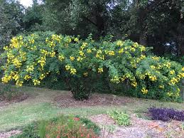 Image result for Senna bicapsularis