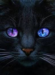 Beautiful Black Cat With Purple Eyes Black Cat With Purple Starry Eyes Art Pretty Cats Beautiful Cats Animals