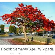 1 sejarah 1.1 boboiboy 1.2 boboiboy galaxy 2 transformasi 3 kuasa 4 rupa 5 perwatakan 6 kemunculan 7 trivia 8 galeri 9 video 10 rujukan boboiboy api pertama kali muncul dalam. Biji Benih Pokok Semarak Api Shopee Malaysia