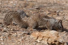 California Ground Squirrel