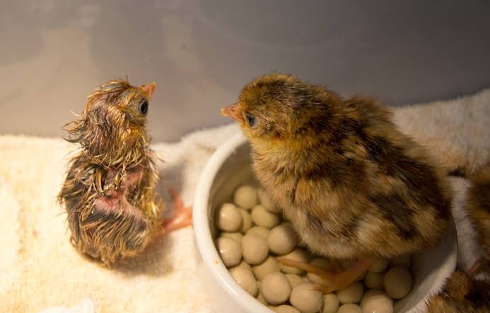 Mga resulta ng larawan para sa New hatched Pheasant chick"