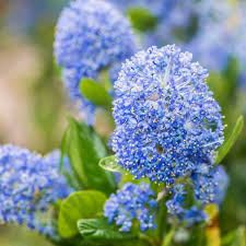 Image result for Ceanothus