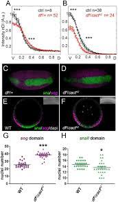 Drosophila embryogenesis, the process by which drosophila (fruit fly) embryos form, is a favorite nanos protein, in complex with pumilio protein, binds to the hunchback mrna and blocks its this process sets up a gradient between the ventral and dorsal side of the blastoderm embryo with the. A Novel Function For Cactus Ikb Inhibitor To Promote Toll Signals In The Drosophila Embryo Biorxiv