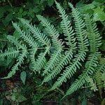 Image result for Pteris linearis