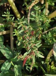 Image result for Ammannia auriculata