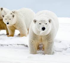 Some of them are quite easy while some are hard, but still. Top 10 Facts About Polar Bears Wwf