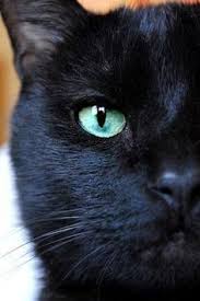 Black And White Cat With Brown Eyes Black Cat Moondance Crazy Cats Beautiful Cats Cats