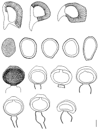 Image result for Ipomoea verbascoidea