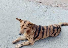 Foto Anjing Jadi Jadian Lagi Lagi Anjing Menjadi Korbannya Meski Ia Tak Difitnah Sebagai Babi Ngepet Sheila Peserta Asal I Anjing Anjing Peliharaan Binatang