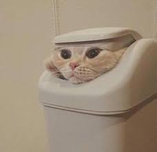 Find kucing pictures and kucing photos on desktop nexus. 80 Ide Meow Di 2021 Kucing Lucu Kucing Kucing Cantik