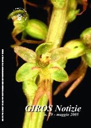 Image result for Tephrosia acaciifolia