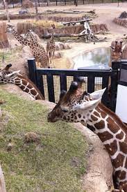 Dallas Zoo Giraffe Exhibit Spent Hours Here Zoo Giraffe Giraffe Dallas Zoo