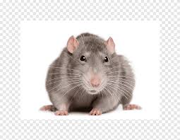 De uitwerpselen van de zwarte rat zijn lang en dun, ze zijn kleiner dan de uitwerpselen van de bruine rat. Bruine Rat Zwarte Rat Knaagdiermuis Laboratoriumrat Rat En Muis Dier Dieren Png Pngegg