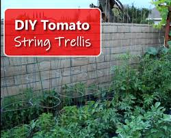 Jul 20, 2020 · combine a pergola with trellis screens to transform your deck into a private retreat. Diy Tomato String Trellis