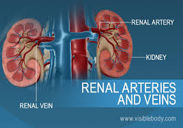 From these arterioles branch the afferent arterioles.each afferent arteriole divides into a capillary network. Kidneys Urinary Anatomy