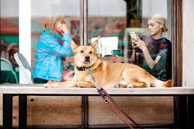 Outside seating is dog friendly! Top 9 Dog Friendly Patios Pubs And Restaurants In Toronto Storeys