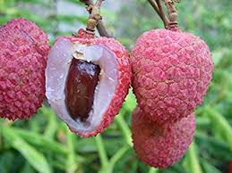 Maybe you would like to learn more about one of these? Lychee California Tropical Fruit Tree Nursery
