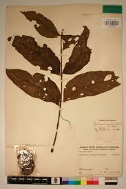 Image result for Markhamia tomentosa