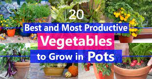 Check spelling or type a new query. Best Vegetables To Grow In Pots Most Productive Vegetables For Containers Balcony Garden Web